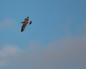 Obraz premium Seagull on flight