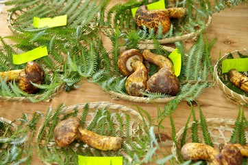 国産の高級きのこの松茸