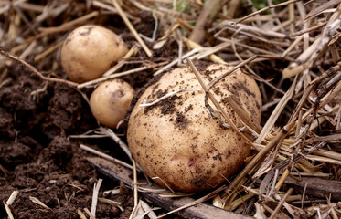 Overhead close-up view of freshly dug new white golden potatoes of various sizes in a home garden. Potatoes are laying on a bed of soil and straw, unearthed by a pitchfork.