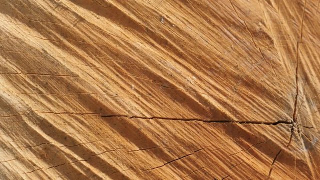 Details of tree log cross section with annual rings and cracks 4K 2160p 30fps UltraHD footage - Shallow DOF firewood texture made with splitting maul panning 3840X2160 UHD video 