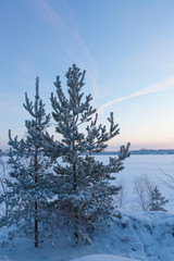 Frozen pine trees at winter evening