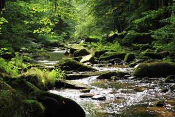 Foto op Canvas river in the green spring forest © jonnysek