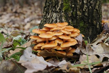winter mushrooms in the autumn forest