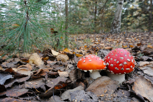 Beautiful fly agaric in autumn forest