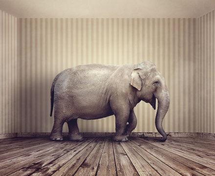 Elephant In The Room Metaphor For Business Problem