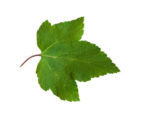 Fototapeta premium Currant leaves isolated on white background.