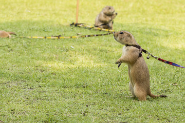 portrait prairie dog pet