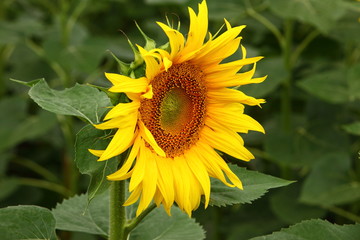 Sunflower field