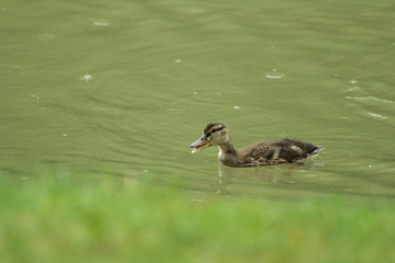 Caneton colvert (Anas platyrhynchos)