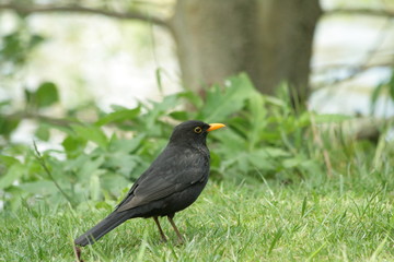 Merle noir mâle (turdus merula)