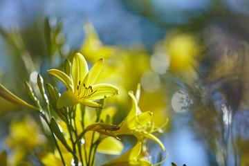 Yellow Flowers