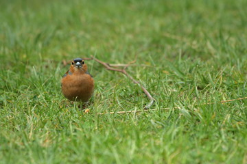 Pinson des arbres (Fringilla coelebs) 