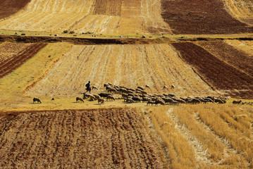 Andes fields