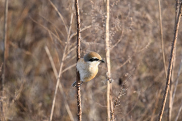 淀川河川敷のモズ