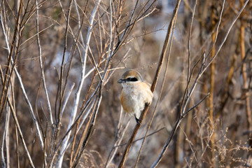 淀川河川敷のモズ