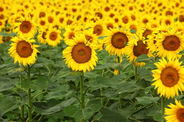 Sunflower field