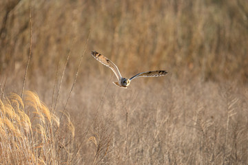 雪とコミミズク