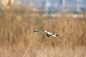 雪とコミミズク