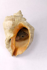 Cute little mouse in a seashell on a white background