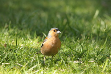 Pinson des arbres (Fringilla coelebs) 