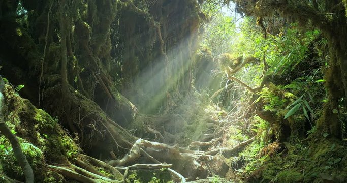 Bright sun light rays and beams shine through canopy on moss covered trees, roots and branches in enchanted fairytale forest. Serene and tranquil scene of amazing jungle nature landscape background 