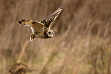 雪とコミミズク