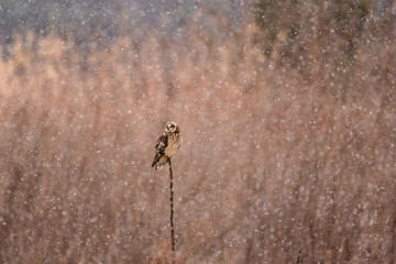 雪とコミミズク