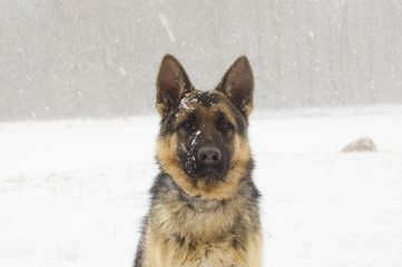 dog on a winter walk