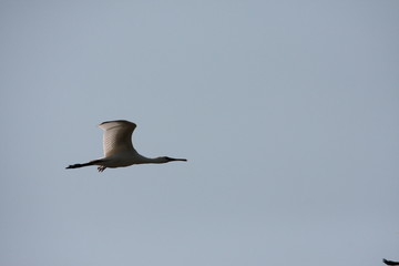 Spatule blanche en vol (Platalea leucorodia) 