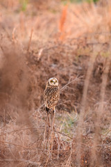 雪とコミミズク