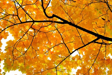 Yellow maple leaves. Autumn in the park.