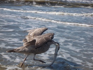 seagulls in ocean water