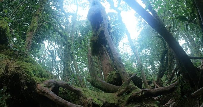 Tropical jungle trees with strong thick and old bent roots and green moss. View from below on rainforest in gloomy weather without sun. Plants with long branches and roots outside