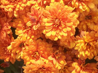 orange bouquet of mums