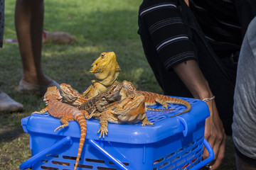 group bearded dragon sunbathe