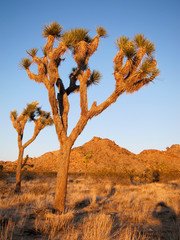 Fototapeta premium Joshua Tree National Park CA