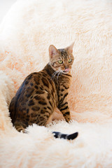 The beautiful Bengal cat on the carpet