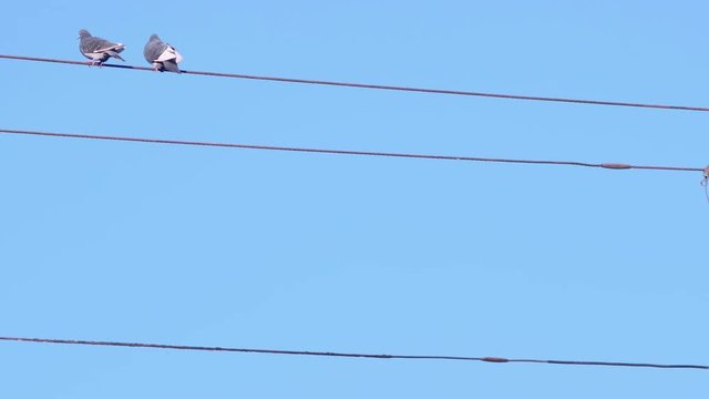 Birds on a Wire Grouping Together then Taking Flight