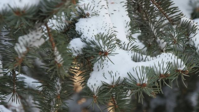 Beautiful tree covered with snow, close-up view, in the frosty winter, the Christmas forest