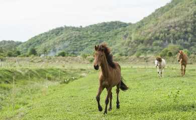 Three horses running on yellow field background with blue mountain and dark cloud
