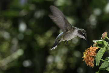 Ruby Throated Hummingbird 5