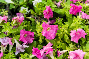 beautiful petunia flowers