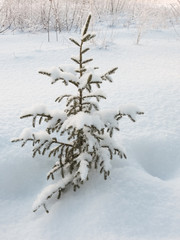 Маленькая сосна, покрытая снегом