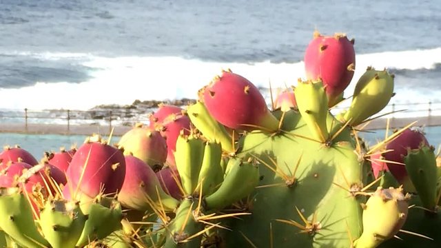 Opuntia dillenii auf Teneriffa