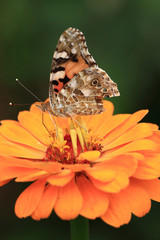 zinnia flower and butterfly