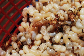 Eggs of big red ant, for food cooking Thai spicy dish, menu 