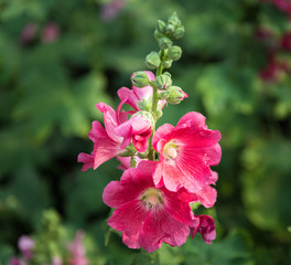 pink and white hollyhock flower