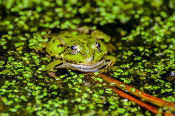 Frosch im Teich