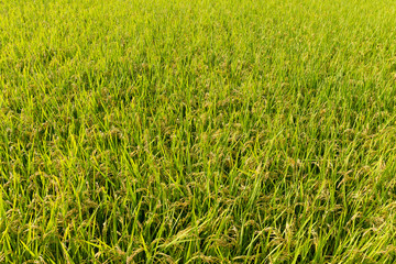 Rice field background