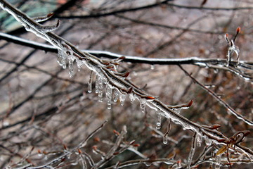 Icy tree branches